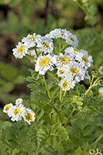 Flowers of Feverfew Provence