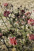 Rose tree suffering from Powdery mildew in spring Provence