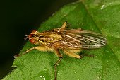 Yellow dung fly Nature reserve Moeraske Belgium