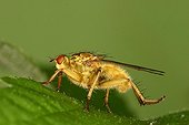 Yellow dung fly Nature reserve Moeraske Belgium