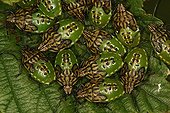 Parent Bug larvaes on Alder leaf Reserve Moeraske Belgium