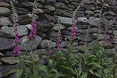 Digitales pourpres contre un mur de pierres sèches Irlande ; Espèce d'Irlande. Péninsule de Beara, Comté de Kerry, Chaîne de Caha.