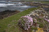 Floraison du Gazon d'Espagne sur une côte rocheuse Irlande ; Espèce d'Irlande. Péninsule de Beara, Comté de Kerry.