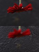 Gerbera and its pollen on Schist stone 