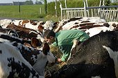 Agriculteur donnant l'aliment au bétail en Bretagne