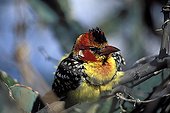 Red-and-yellow Barbet on a branch Tanzania