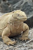 Santa Fe Land Iguana at sun Galapagos ; Endemic : species found only in Santa Fe