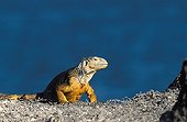 Land Iguana warming at sun on a rock Galapagos