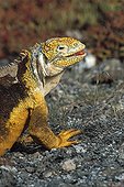 Land Iguana warming at sun Galapagos