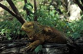Land Iguana on a trunk Galapagos