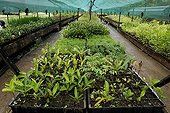 Plants of mining maquis in nursery for revegetation ; Comment: Plants nursery of Pacific SIRAS, which specializes in revegetation of mining sites