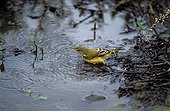 Yellow Warbler bathing Galapagos