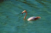 Greater Flamingo bathing Galapagos
