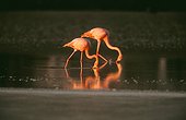 Greater Flamingos eating in water Galapagos
