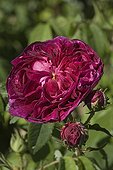 Roses 'Charles de Mills' in bloom in a garden
