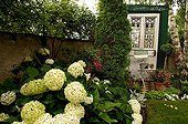 Smooth Hydrangea 'Annabelle' and door Alsace France ; The Garden of Lyne