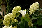 Arum Lily and Smooth Hydrangea 'Annabelle' Alsace France ; The Garden of Lyne