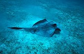 Diamond Ray posed on sea bottom Galapagos