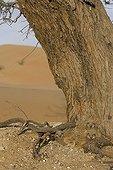 Young Grand Duc Desert to the nest, United Arab Emirates