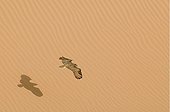 Grand Duke Desert gliding, United Arab Emirates