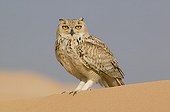 Grand Duke landed on the desert sand, United Arab Emirates