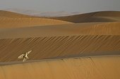 Grand Duke Desert posing in the sand