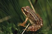 Young European frog in the grass Haute-Garonne France ; Locality: Bagnères-de-Luchon