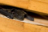 Kuhl's Pipistrelle crack in a beam of a building