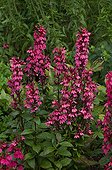 Lobelia 'Fan Deep' in bloom in a garden