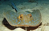 Bluespotted ribbontail ray Sudan