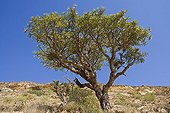 Frankincense Tree Dhofar Sultanate of Oman ; The sap flow obtained by debarking of the tree is incense East