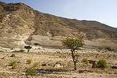 Frankincense Tree Dhofar Sultanate of Oman ; The sap flow obtained by debarking of the tree is incense East