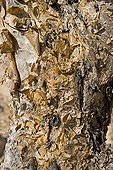 Bark of Frankincense Tree Dhofar Sultanate of Oman ; The sap flow obtained by debarking of the tree is incense East