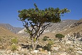 Frankincense Trees Dhofar Sultanate of Oman ; The sap flow obtained by debarking of the tree is incense East