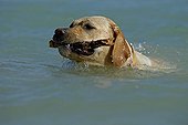 Labrador Retriever relating to swim an object launched