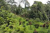 Overview of a tropical garden Costa Rica