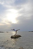 Mixed female in yoga position facing the sea Spain ; Practicing the yoga tree pose or Vrksasana.<br>@ Formentera (Island)