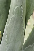 Agave sp., prints of spines on a young leaf, Roscoff Exotic Garden of Roscoff, France