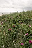 Rugosa Rose in the mid of Oyats Britain France