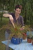 Sedge comb with a small rake