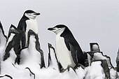 Paire de Manchots à jugulaire Péninsule Antarctique ; Half Moon Island.