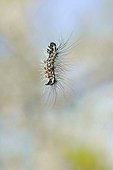Spine caterpillar suspends to his silk thread France