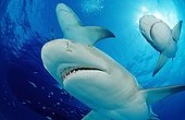 Lemon sharks Grand Bahama Island