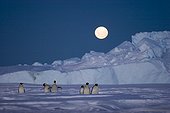 Emperor penguins walking on ice-floe Terre Adelie ; Travel of parents at the fledglings feeding