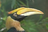 Portrait of a Great Hornbill with its yellow beak