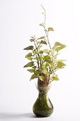 Sweet potato in vase  ; Place: les Ardouins