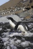 Manchots d'Adélie sur une côte rocheuse Antarctique ; Localité : Brown Bluff.
