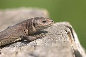 Portrait of a Viviparous lizard is warmer in the sun