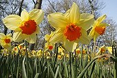 Land of Narcissus in march France