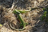 Fight European Green Lizards males France